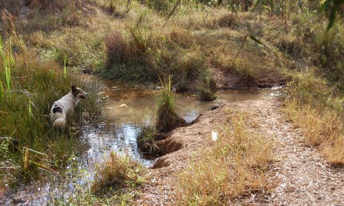 Terreno Rural de Otimo asseso (44)