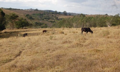 Terreno Rural de Otimo asseso (46)
