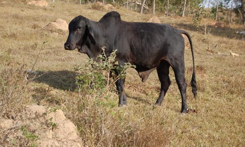 Terreno Rural de Otimo asseso (47)
