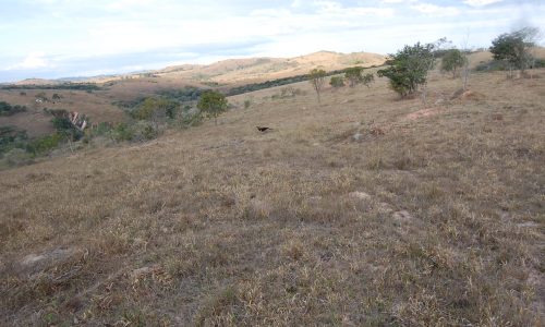 Terreno Rural de Otimo asseso (53)