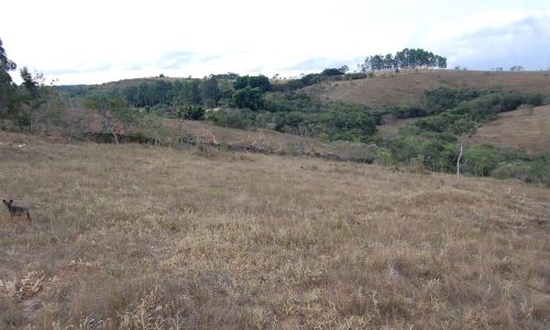 Terreno Rural de Otimo asseso (55)