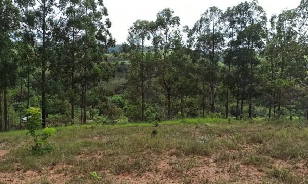 Terreno Sidney (46)