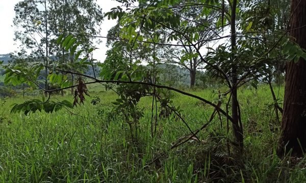 Terreno Sidney (51)