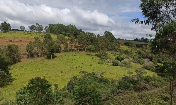 Terreno Sidney (55)