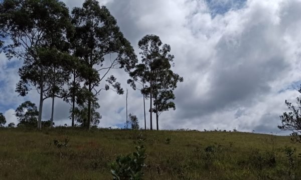 Terreno Sidny (8)