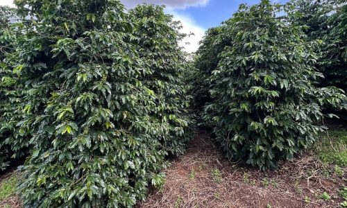 WhatsApp Image 2026-03-03 at 15.27.36 (1)