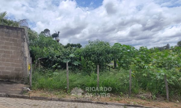 lote (2)