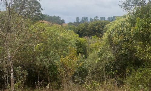 terreno Rural M (32)