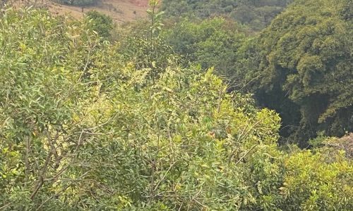 terreno Rural M (35)