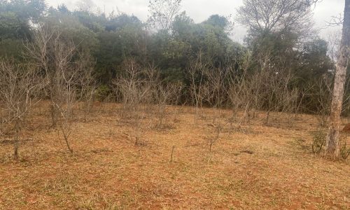 terreno Rural M (44)